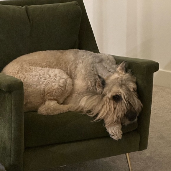 Schalkat Live Posh Shows- like this Listing for notifications - Picture 8 of 9